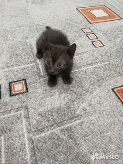 Котята в добрые руки бесплатно