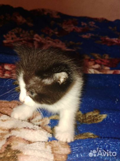 Котята