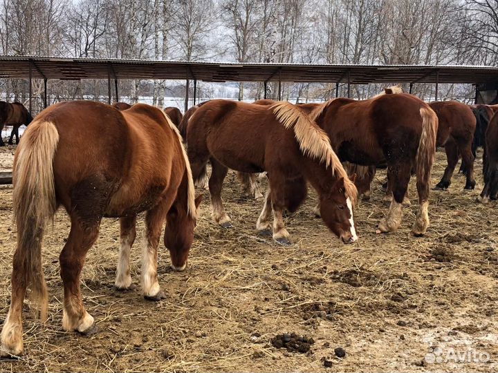 Продам жеребцов Советских тяжеловозов
