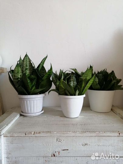 Сансевиерия щучий хвост