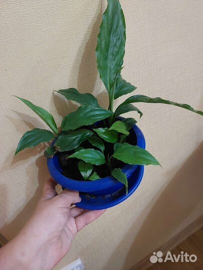 Женское счасть(в народе)