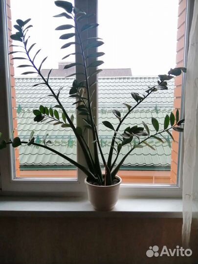 Замиокулькас долларовое дерево)