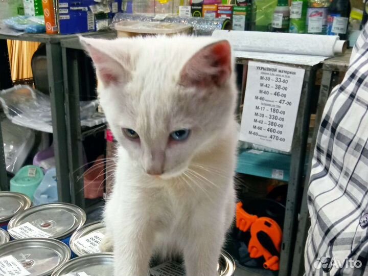 Кошка в дар бесплатно