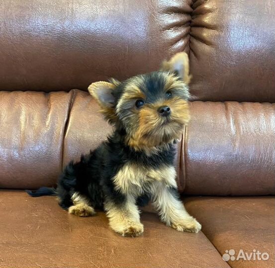 Йоркширский терьер