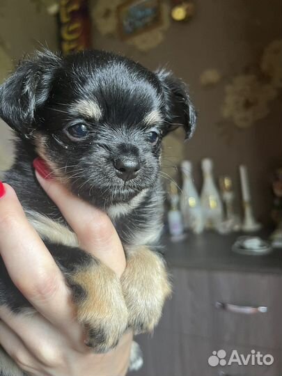 Щенки Чихуахуа