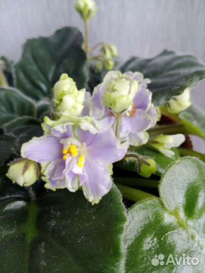 Сенполии (Фиалки Сортовые) срез