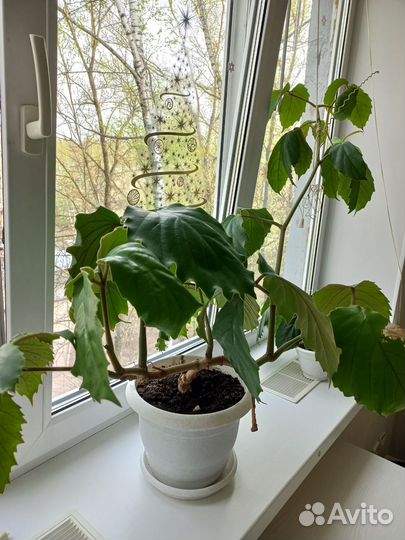 Тетрастигма вуанье (в продаже 2 фото)