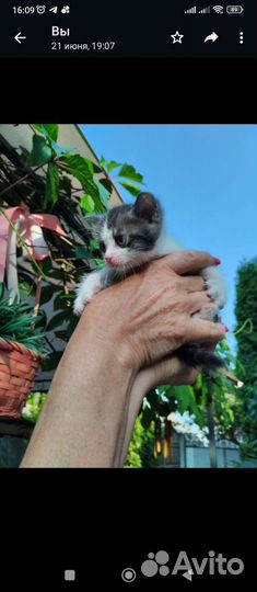 Кошки в добрые руки