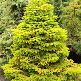 Abies nordmanniana Golden Spreader 30см