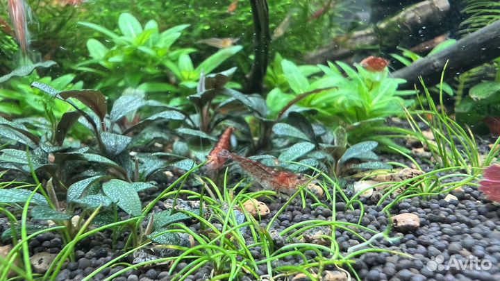 Креветки вишня