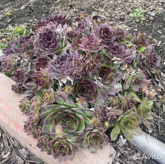 Молодило, каменный цветок