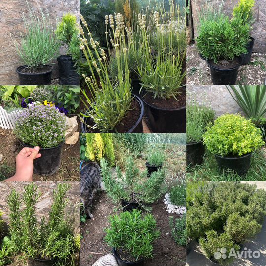 Розмарин, лаврушка в горшках