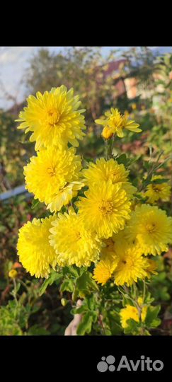 Жёлтая хризантема