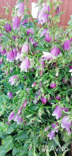 Колокольчик многолетний