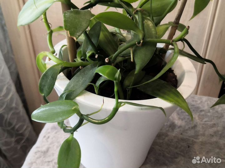 Орхидея вариегатная ваниль