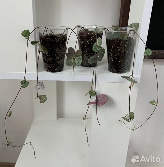 Церопегия Вуди Вариегата/Ceropegia Woodii variegat