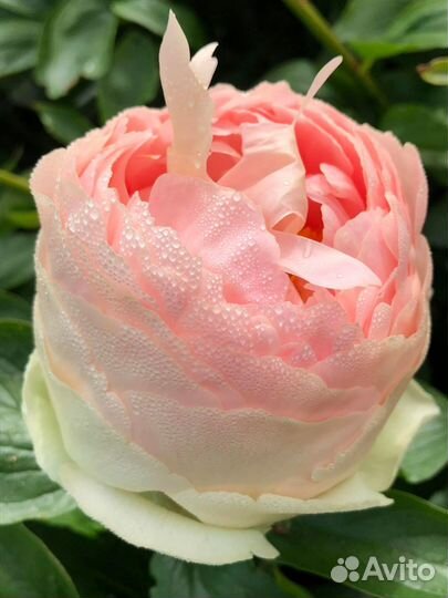 Пионы.Корни для осенней посадки. Более 100 сортов