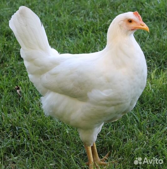Куры молодки