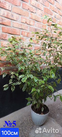 Комнатные растения (фикусы)