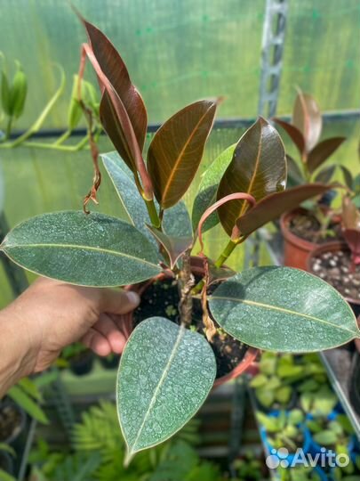 Фикус эластика бранч, мангровый фикус