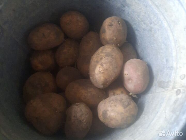 Продам картофель