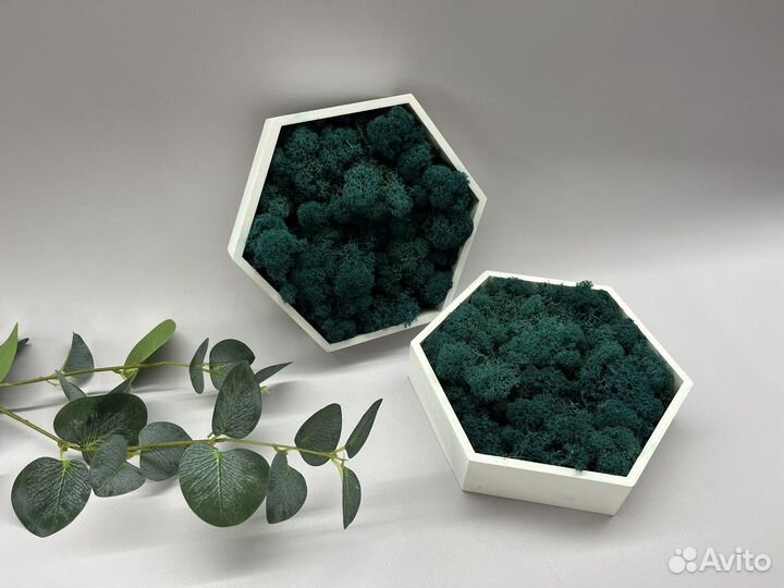 Стабилизированный мох панно