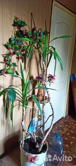 Пальма юкка