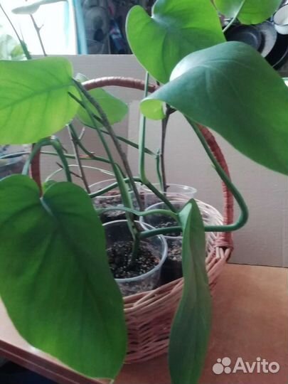 Комнатные растения, цветы, разные