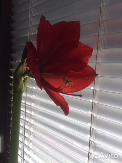 Гипераструм