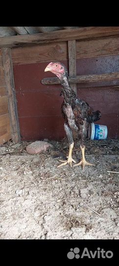 Бойцовые куры петухи