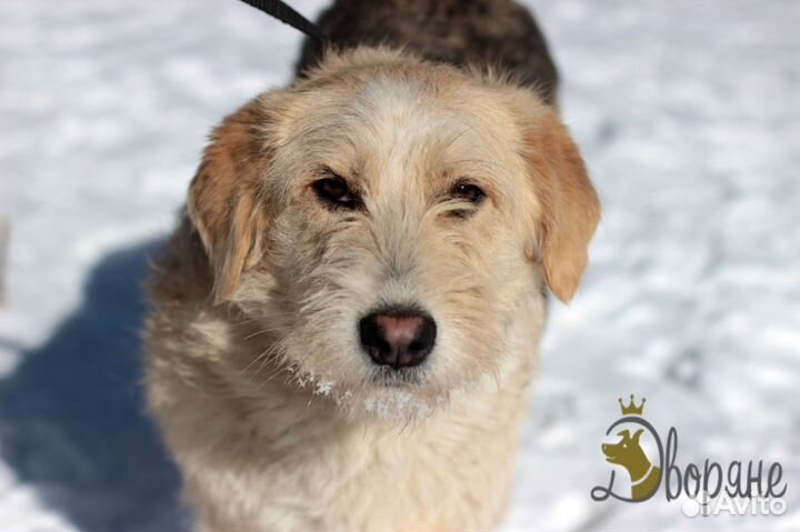 Хьюго ищет дом и надежную семью