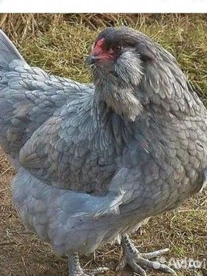 Цыплята амераукана и яйцо инкубационное