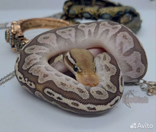 Королевская змея