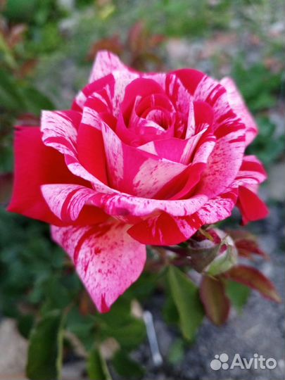 Детские игрушки