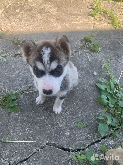 Щенки дворняжки и хаски