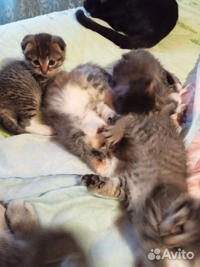 Британские котята