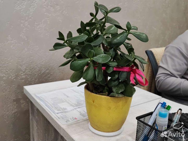 Продам цветок Толстянку