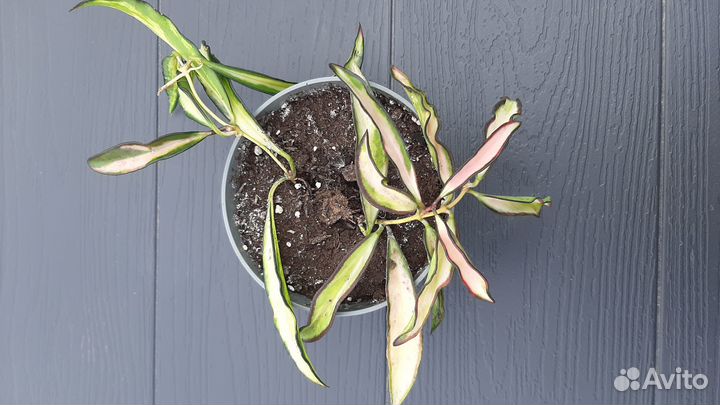 Хойя в ассортименте