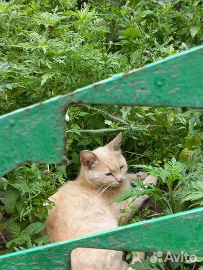 Кошка в дар бесплатно