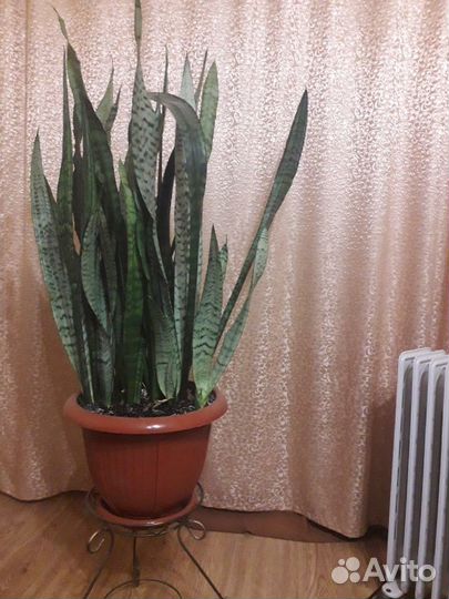 Продам сансевиерию