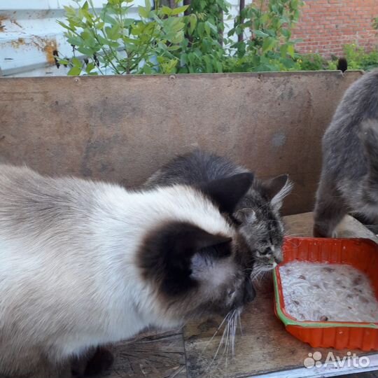 Кот сиамский