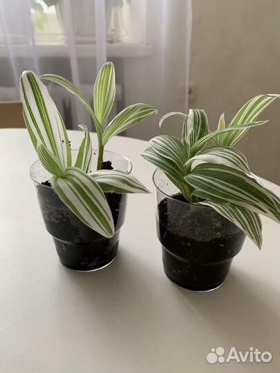 Комнатные цветы