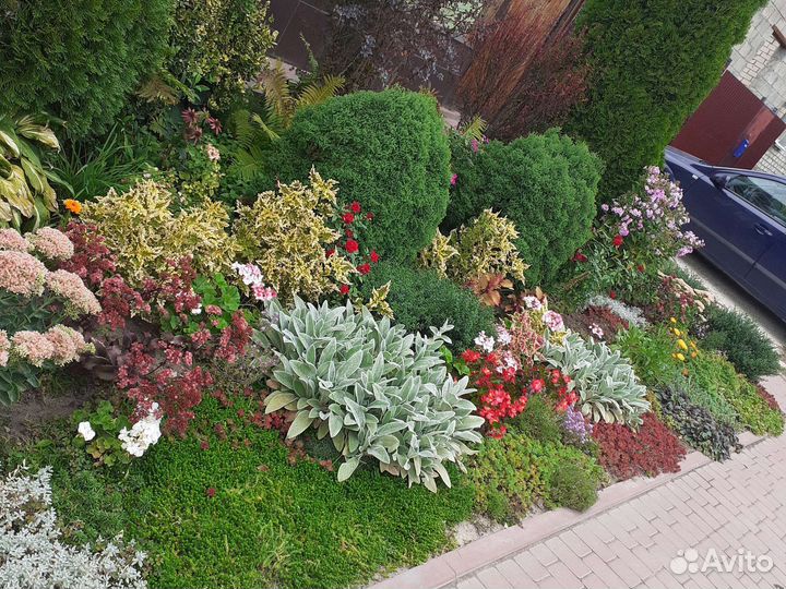 Растения различные излишки из собственного сада