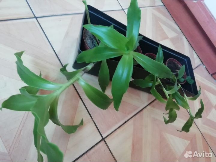 Каллизия душистая / Золотой ус