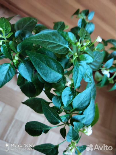 Перец комнатный многолетний