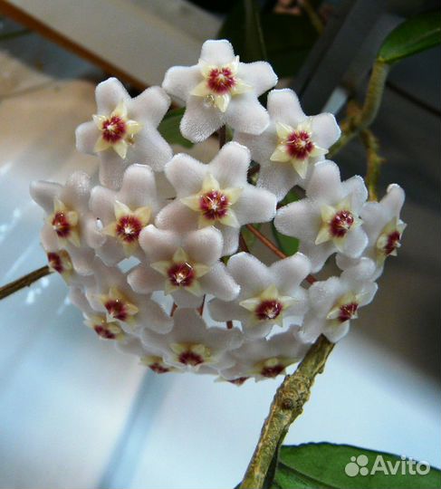 Хойя мясистая (Hoya carnosa) - черенки и взрослые