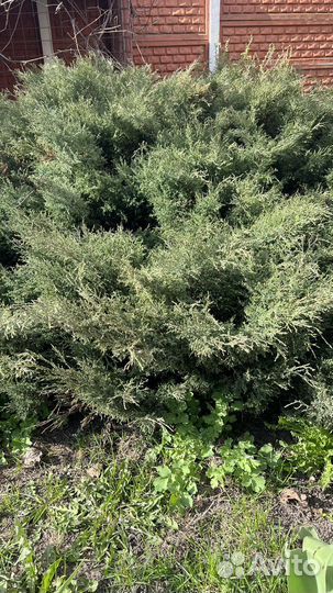 Можжевельник