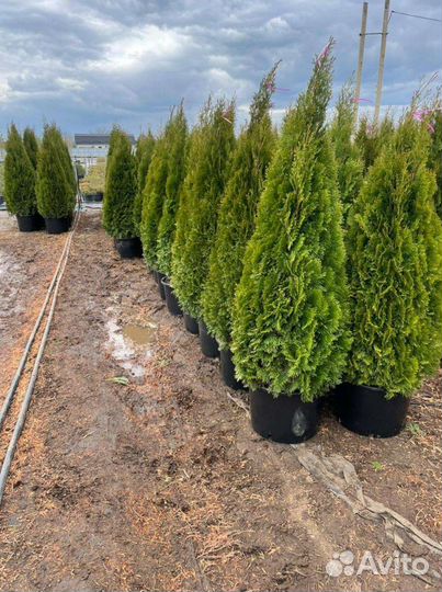 Туя Западная (Смарагд / Брабант / Коломна)