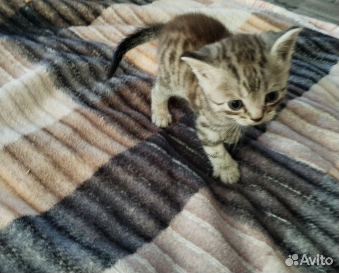 Шотландские котята