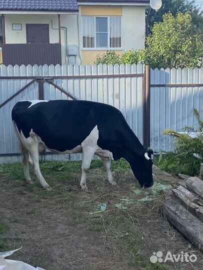 Корова, телки